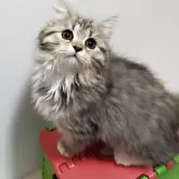 サイベリアン