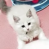 サイベリアン