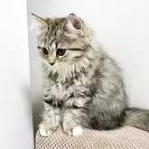 サイベリアン