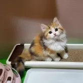 サイベリアン