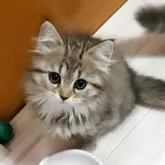 サイベリアン
