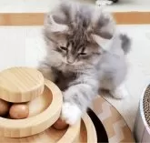 サイベリアン【静岡県・女の子・2024年10月22日・ブルー】の写真3