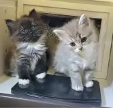 サイベリアン【静岡県・女の子・2024年10月22日・ブルー】の写真4