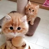 サイベリアン【静岡県・男の子・2025年3月9日・レッドタビー】の写真5