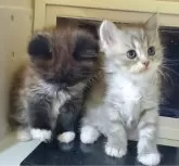 サイベリアン【静岡県・女の子・2024年10月22日・ブルー】の写真5