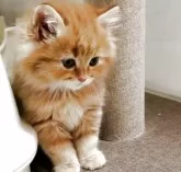 サイベリアン【静岡県・男の子・2025年3月9日・レッドタビー】の写真6