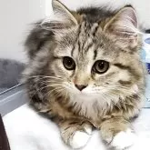 サイベリアン【静岡県・女の子・2025年7月6日・ブラウンタビー&ホワイト】の写真8