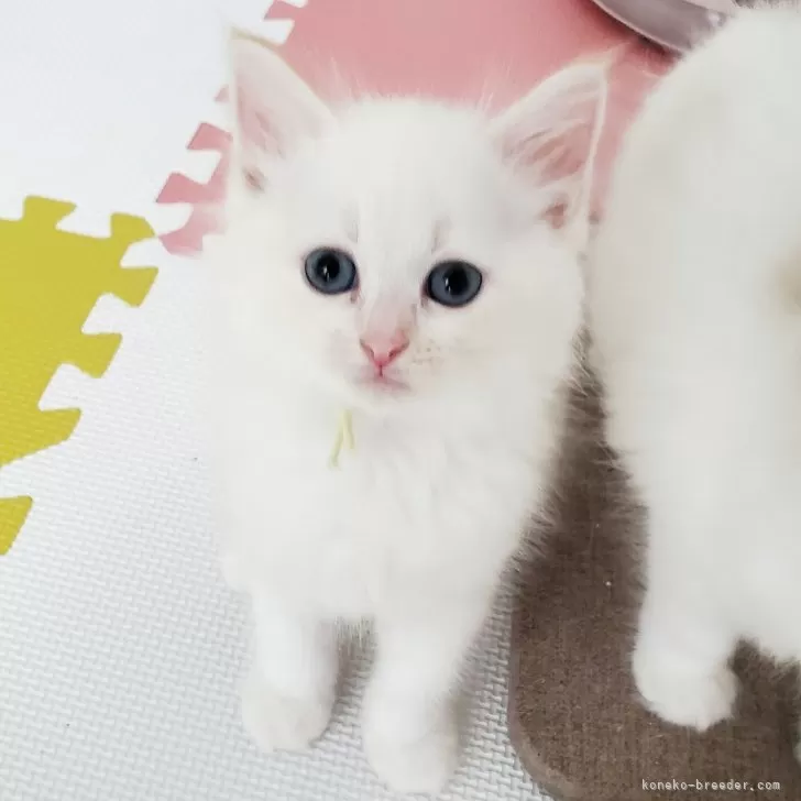 【専用】レズリーアンアイボリー 猫のフィギュリン マペットとマウマウ サイベリアン【静岡県・男の子・2025年5月10日・レッドリンクス