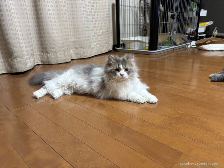 マンチカン【・男の子・2024年3月21日・ブルーテディー &amp;ホワイト】