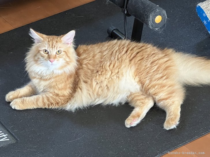 ノルウェージャンフォレストキャット【・男の子・2023年3月8日・レッドタビー&amp;ホワイト】