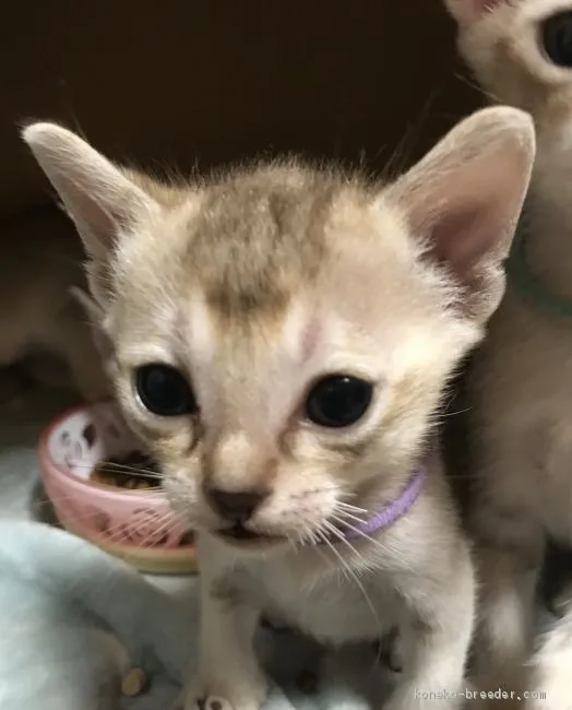 ID：2006-01805の子猫