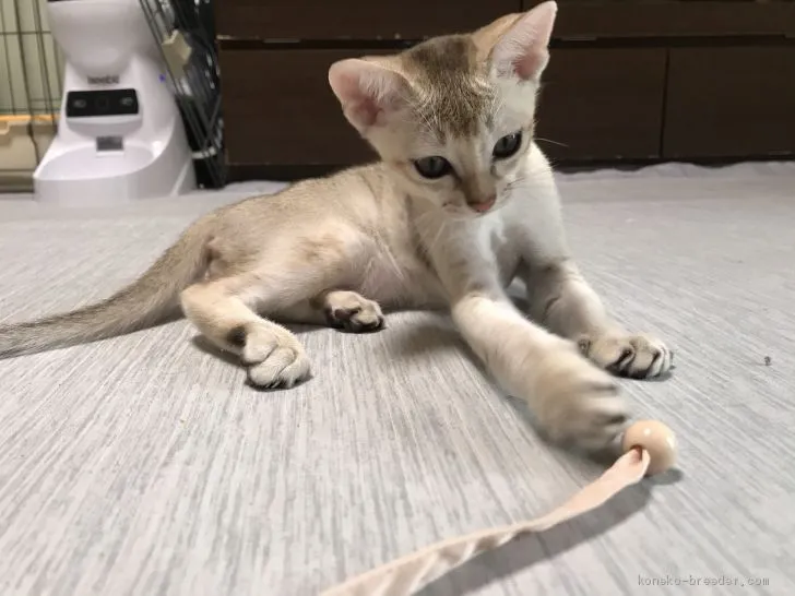 ID:2006-01565の子猫
