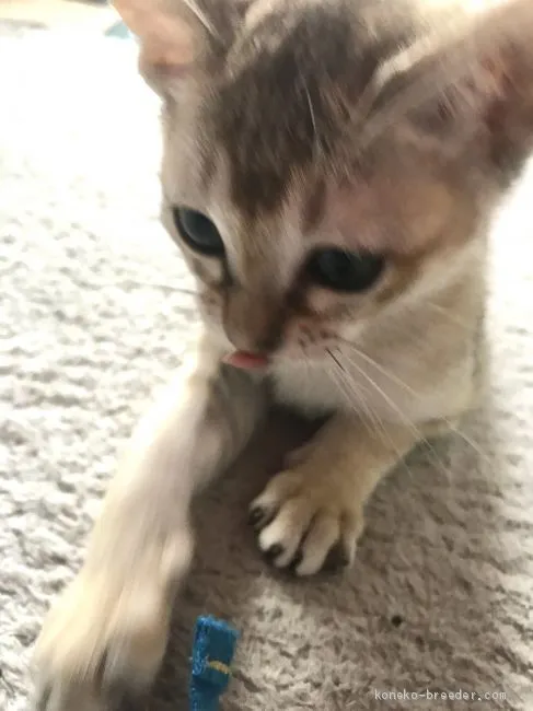 M.T 様のお迎えした子猫