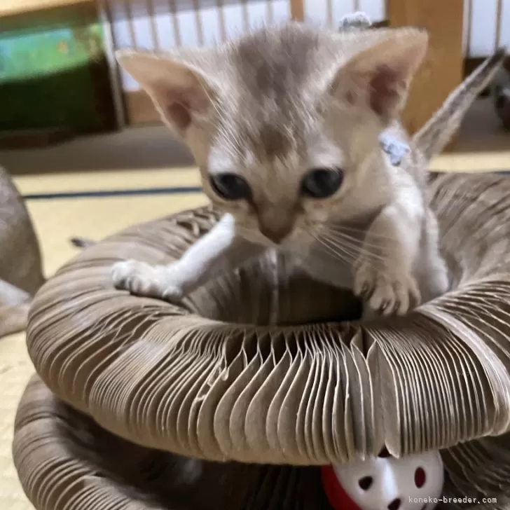 ID:2406-00891の子猫