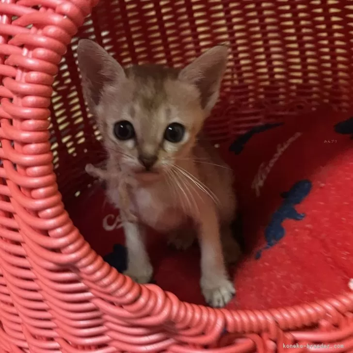 ID：2406-00817の子猫