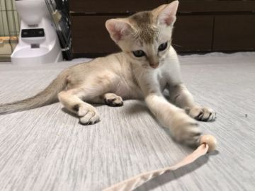 シンガプーラ【広島県・男の子・2020年5月14日・セピアアグーチ】の写真「愛情たっぷりで育ってます☆」