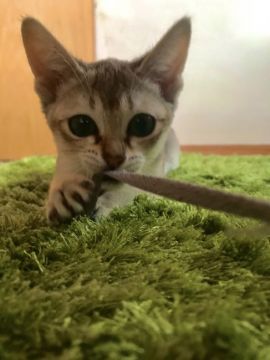 シンガプーラ【広島県・女の子・2020年2月12日・セピアアグーチ】の写真「愛情たっぷりで育ってます☆」