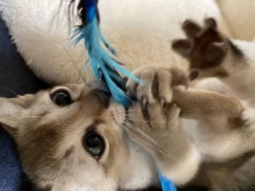 シンガプーラ【広島県・男の子・2020年9月29日・セピアアグーチ】の写真「愛情たっぷりで育ってます☆」