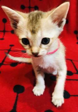 シンガプーラ【広島県・女の子・2020年2月12日・セピアアグーチ】の写真「可愛い子です♡」