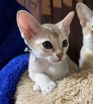 シンガプーラ【広島県・男の子・2020年10月1日・セピアアグーチ】の写真「チャンピオンママから生まれた坊や☆」