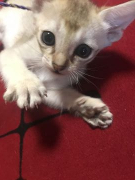 シンガプーラ【広島県・男の子・2020年5月21日・セピアアグーチ】の写真「チャンピオンから産まれた坊や☆」