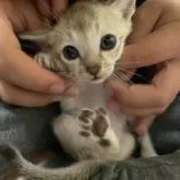 シンガプーラ【広島県・男の子・2022年9月18日・セピアアグーチ】の写真1