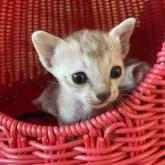 シンガプーラ【広島県・女の子・2022年9月18日・セピアアグーチ】の写真1「にゃに？10/12撮影」