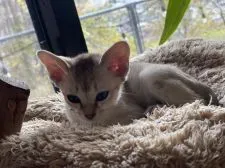 シンガプーラ【広島県・男の子・2020年10月1日・セピアアグーチ】の写真2「スイッチOFF…まで18秒」