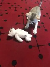 シンガプーラ【広島県・男の子・2020年5月21日・セピアアグーチ】の写真2「どうしたニャ？」