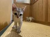 シンガプーラ【広島県・男の子・2023年9月4日・】の写真2「12/10撮影したにゃん♪」