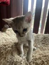 シンガプーラ【広島県・男の子・2020年10月1日・セピアアグーチ】の写真3「にゃ⁉︎」