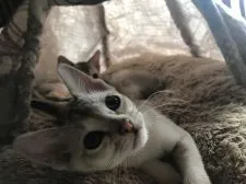 シンガプーラ【広島県・男の子・2020年2月12日・セピアアグーチ】の写真3「大きな耳とキレイな目」