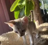 シンガプーラ【広島県・男の子・2022年9月18日・セピアアグーチ】の写真3「日向ぼっこニャン♪」