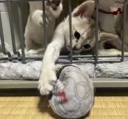 シンガプーラ【広島県・男の子・2021年4月4日・】の写真4「にゃん、ちょいにゃん！」