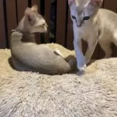 シンガプーラ【広島県・男の子・2025年6月30日・セピアアグーチ】の写真2