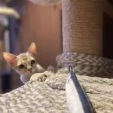 シンガプーラ【広島県・男の子・2025年6月30日・セピアアグーチ】の写真5