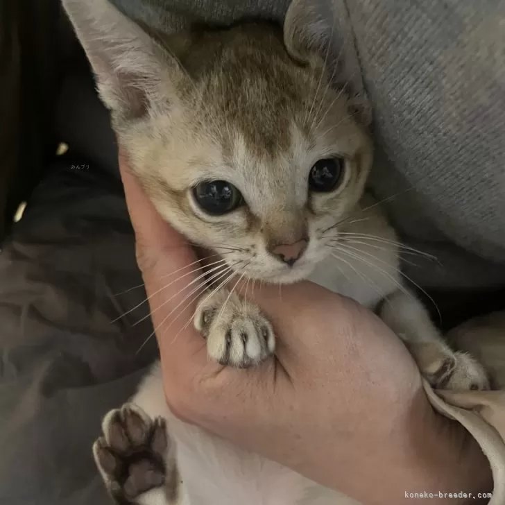 RK 様のお迎えした子猫