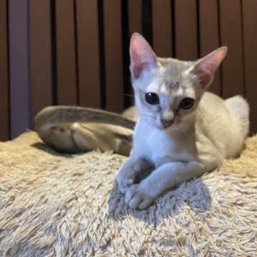 シンガプーラ【広島県・男の子・2025年6月30日・セピアアグーチ（セピアアグーチ）】の写真「可愛い坊や」