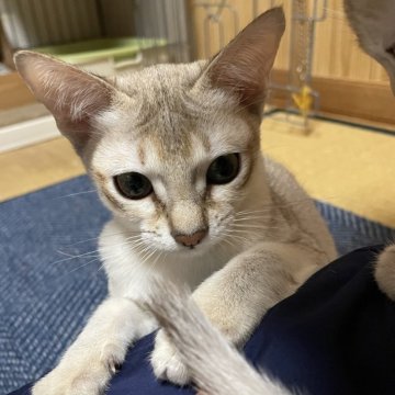 シンガプーラ【広島県・男の子・2025年6月30日・セピアアグーチ（セピアアグーチ）】の写真「可愛い坊や」