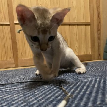 シンガプーラ【広島県・男の子・2025年6月30日・セピアアグーチ（セピアアグーチ）】の写真「可愛い坊や」