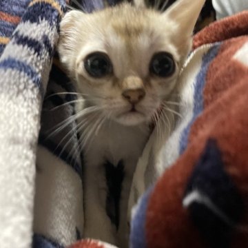 シンガプーラ【広島県・男の子・2026年2月10日・セピアアグーチ（セピアアグーチ）】の写真「可愛い坊や」