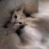 シンガプーラ