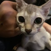 シンガプーラ