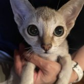 シンガプーラ