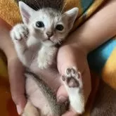 シンガプーラ