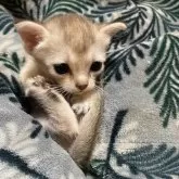 シンガプーラ