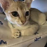 シンガプーラ