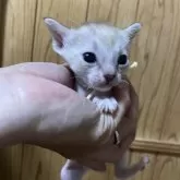 シンガプーラ