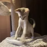 シンガプーラ