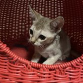シンガプーラ